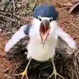 yeludawangqwq