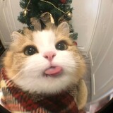touchiyiketao