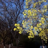 qipadahuiya