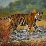 Tiger page