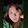 Kenshin Vlogs