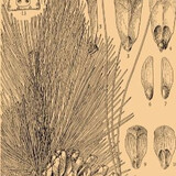 everlere