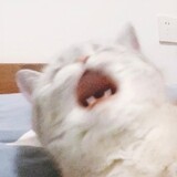 tiantiandexiaomocha