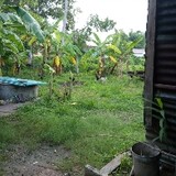 hoagthong