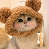 xiao___baoxiaoguan