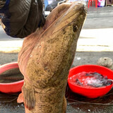 wenrouxiongyudang