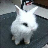 meiweide______iumcn