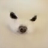 wgouxiaocanr