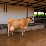 shanfarm