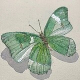 cuipidalieba