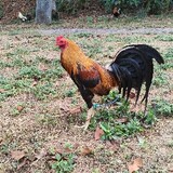 onaldfortadesalmonte