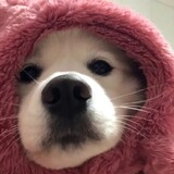 chaojixia____g