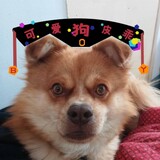 keaigoupiguai