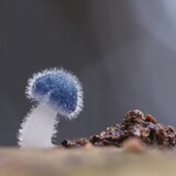 xiaopengupupu