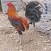 Lan Pjimola