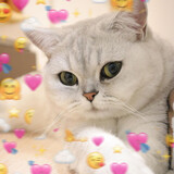 miaocaishidengpao_
