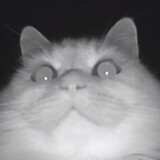 nexusseven