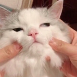bingyaoningmengcha_