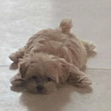 huojimiancike_