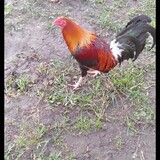 Dondon Francisco