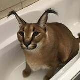 MeowFloppa