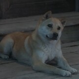 Foxspirit.hua