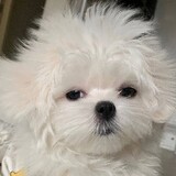 hongdouyuangunguno