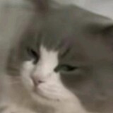 xiaozhuode___meme