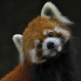 shanqi___jian