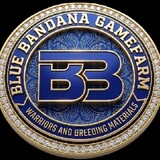 Blue Bandana GF
