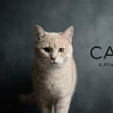 Catyra