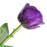 ARMY Purple _ rose