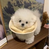 jiushitebieaichirou