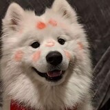 shaobinganqutuwei
