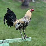 ELIJAH GAMEFARM