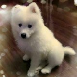 congrongzhuoyouren