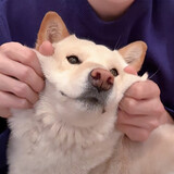 xiaolibuchili