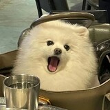 caomeiyuni____jiang_