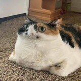 heiluobei