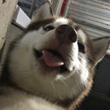 Just a guy with a husky