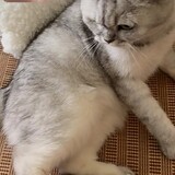 zhangtingyanyanyanyu