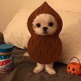 snoopyzen1