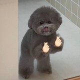 juhongsehaipingmian_