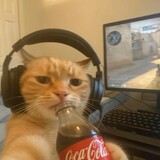 Cute_Cats001