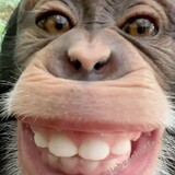 monkey2021
