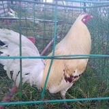DanBackyardBreeder