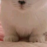 baoqideniuniu
