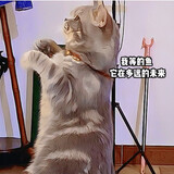 gaoxiao___zhu