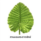 สวนบอนกระดาดยักษ์