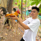 Ajl Gamefowls